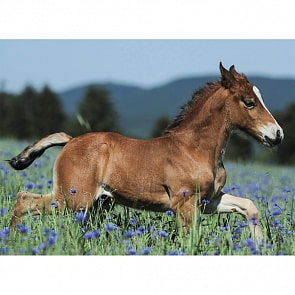 Пазл - Молодая лошадь XXL, 150 деталей (Ravensburger, 10024)