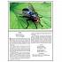 Набор карточек с описаниями и материалом для педагога - Расскажите детям о насекомых  - миниатюра №1