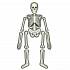 Игровой набор - Юный врач - Скелет человека  - миниатюра №2