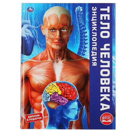 Энциклопедия А3 – Тело человека 