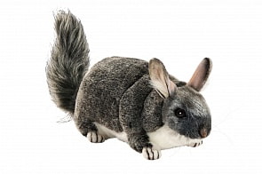 Шиншилла затаившаяся, 30 см (Hansa, 6294)