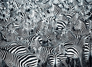 Пазл - Зебры, 500 деталей (Ravensburger, 14807R)