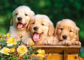 Пазл Castorland 180 элементов Три щенка (Castorland, C180-018062)