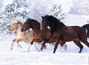 Пазл «Галопом по снегу» 500 шт (Ravensburger, 14140st)