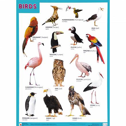 Плакат английский Birds - Птицы 