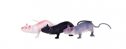 Набор из серии В мире животных: крысы, 3 шт. 