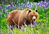 Пазл Медведь на лугу, 500 элементов  - миниатюра №1