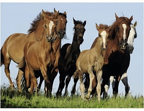 Пазл - Табун лошадей, 500 деталей (Ravensburger, 14717)