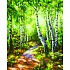 Раскраска по номерам - Березовый лес, 24 х 30 см  - миниатюра №1