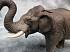 Фигурка Азиатский слон, размер XL  - миниатюра №3