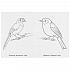 Первая раскраска А4 – Экзотические птицы  - миниатюра №1
