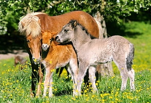 Пазл Лошадки, 120 элементов (Castorland, C120-12619)