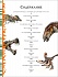 Большая энциклопедия Динозавры  - миниатюра №3