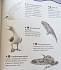 Книга с забавными наклейками «Птицы» из серии Animal Planet  - миниатюра №2
