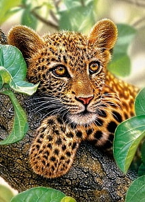 Пазлы Castorland – Ягуар на дереве, 300 элементов (Castorland, B-030170)