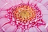 Надувной плотик - Розовый цветок 142 х 142 см  - миниатюра №2