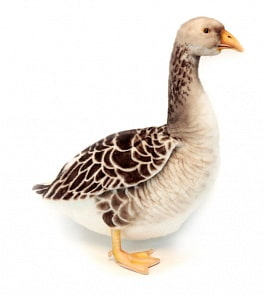 Мягкая игрушка – Гусь, 44 см (Hansa, 6303)