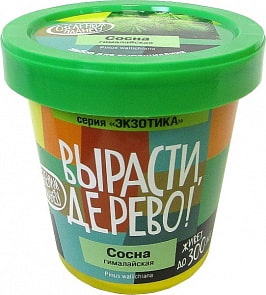 Набор для выращивания растений - Сосна гималайская (Зеленый Капитал, zk-051)