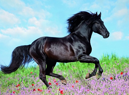 Пазл - Прекрасная лошадь XXL, 200 деталей 