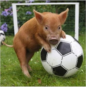 Пазл - Год свиньи 2019 и 4 магнита, вид 2, 360 деталей (Origami, 04351)