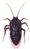 Робо-таракан на ИК управлении - Robo Life, коричневый  - миниатюра №2