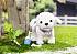 Интерактивный щенок Baby born – Пудель  - миниатюра №1