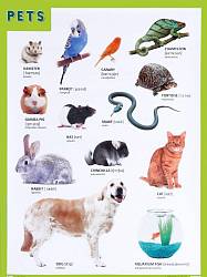 Плакат английский Pets - Домашние питомцы (Мозаика-Синтез, МС10862) - миниатюра