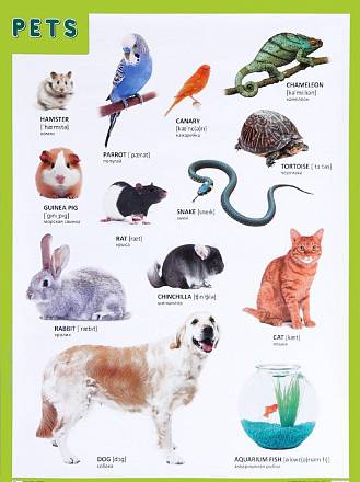 Плакат английский Pets - Домашние питомцы 